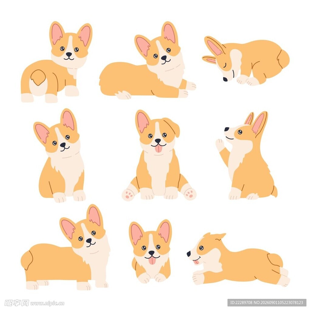 可爱柯基犬的多样姿态