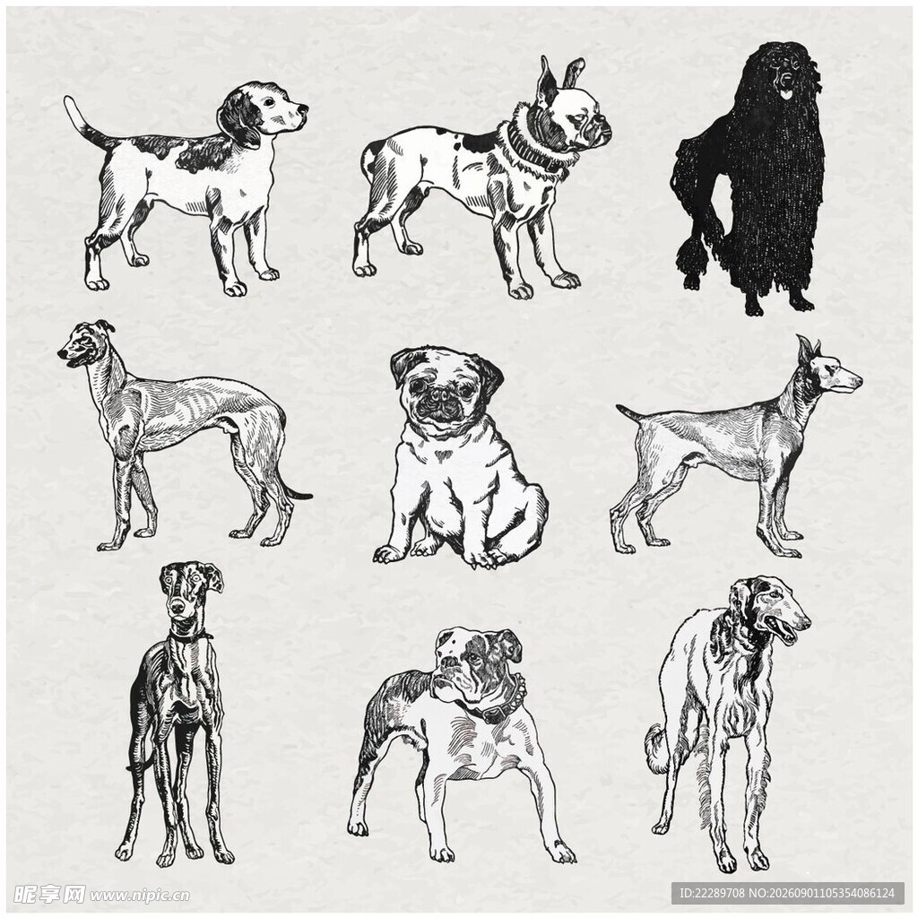 多样犬类手绘图案