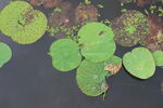 荷叶