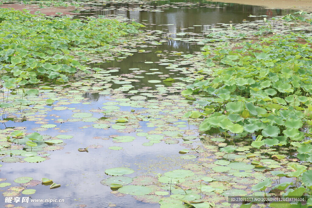 池塘中的水生植物景观