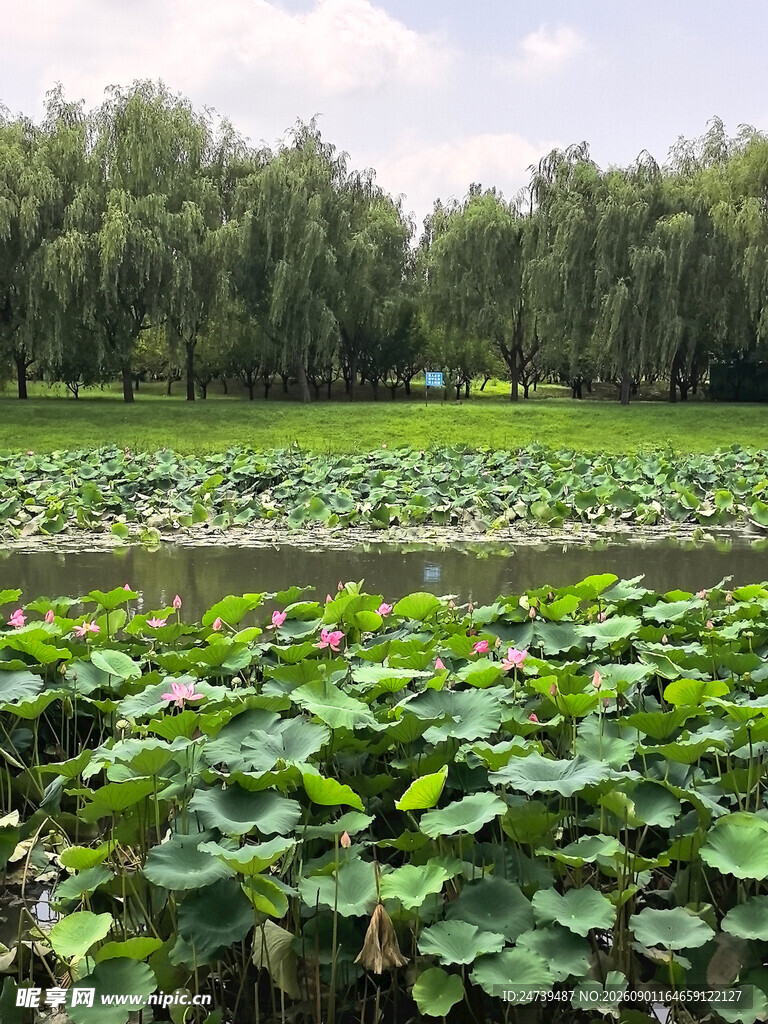 夏日荷塘绿意盎然