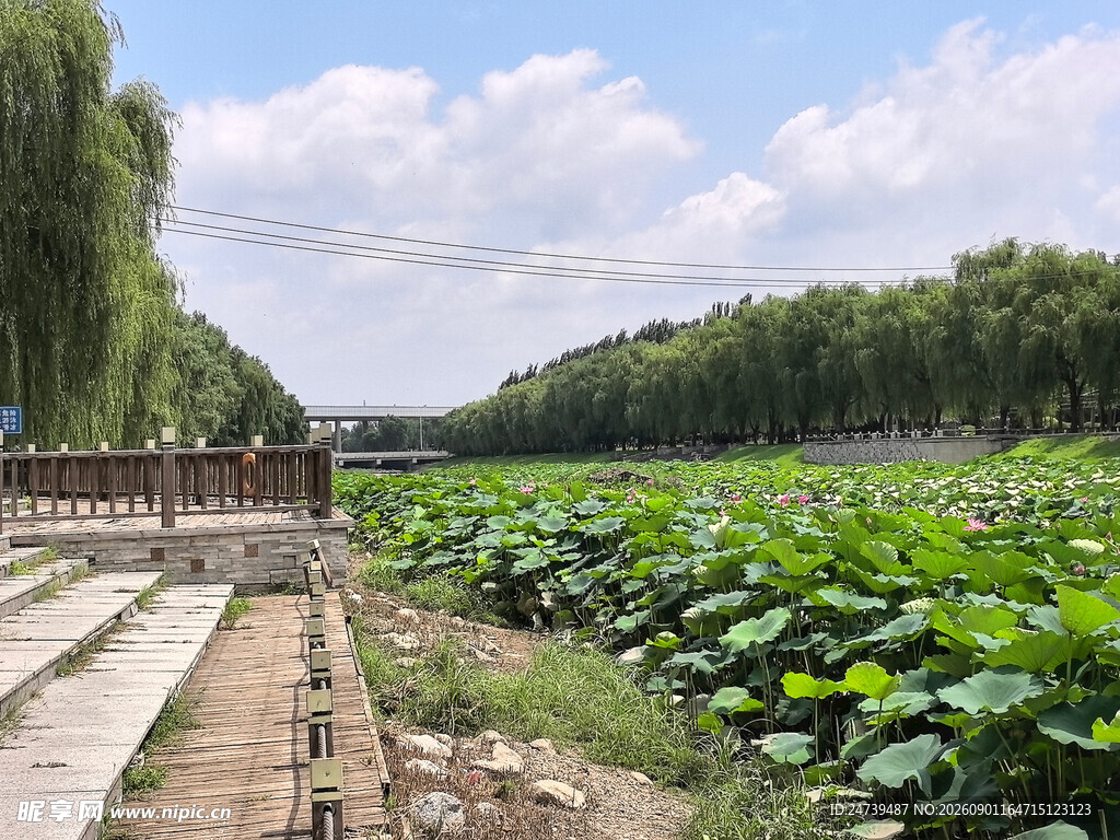 夏日荷塘风光