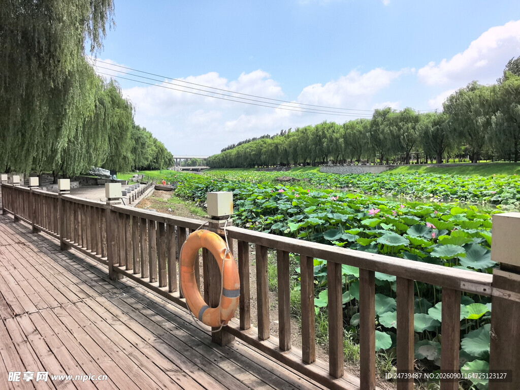 湖畔木栈道旁的荷花美景