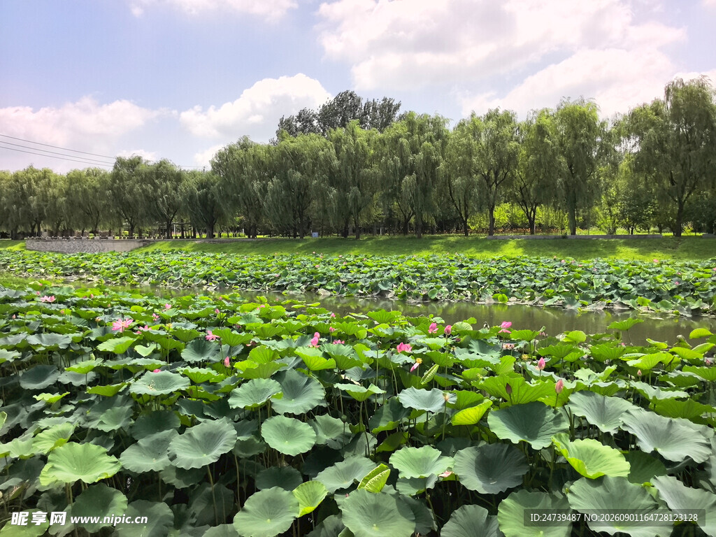 夏日荷塘美景