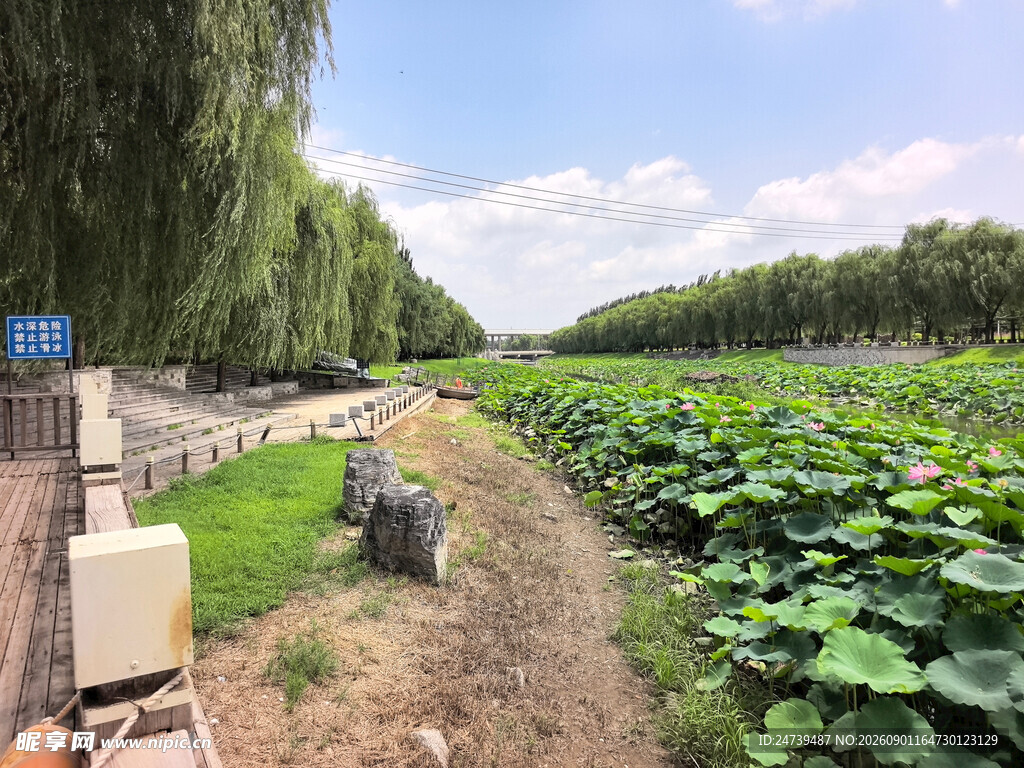 田园荷塘边的宁静景致