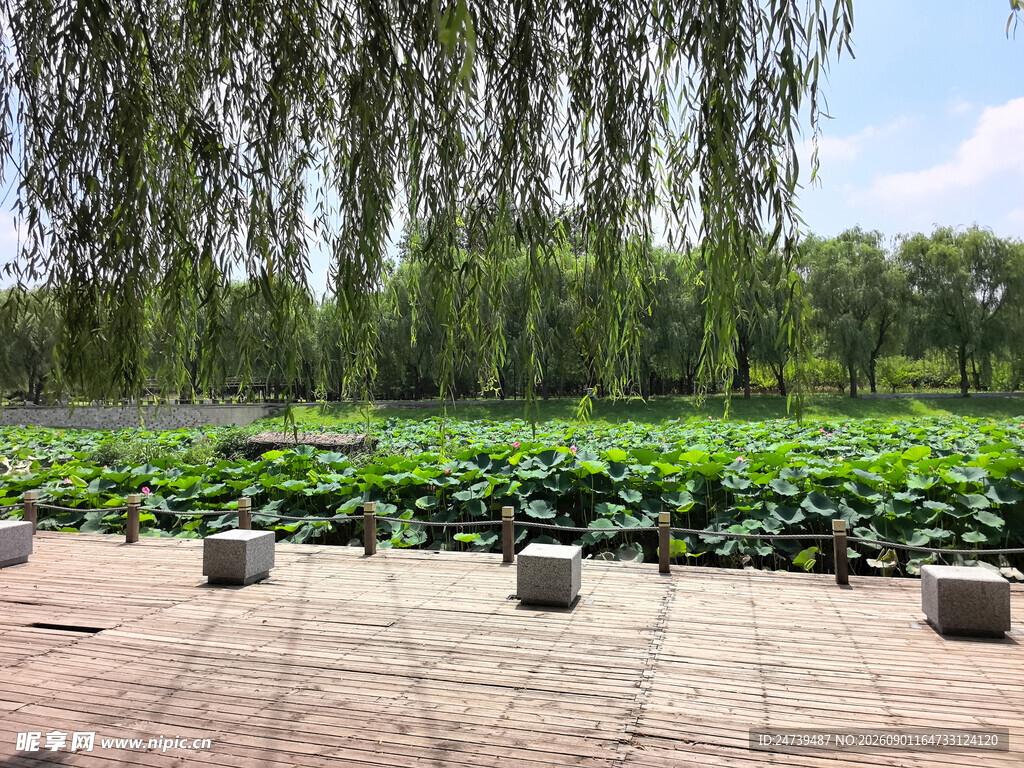 湖畔垂柳荷花景观