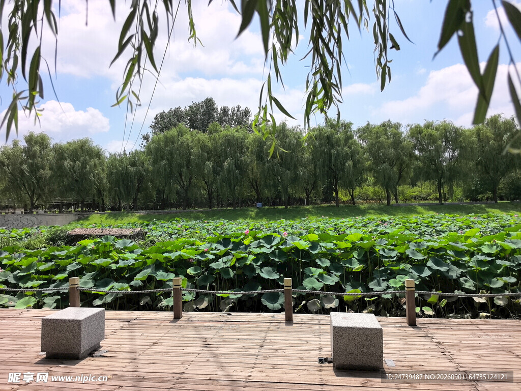 夏日荷塘绿意盎然