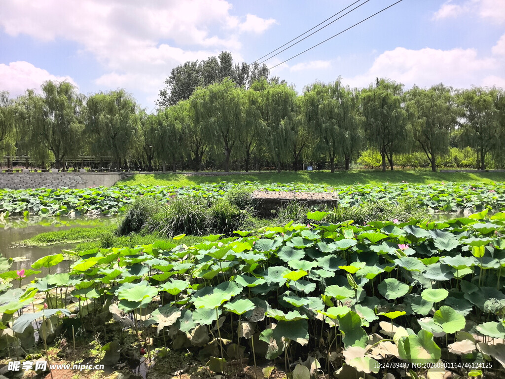 夏日荷塘田园风光