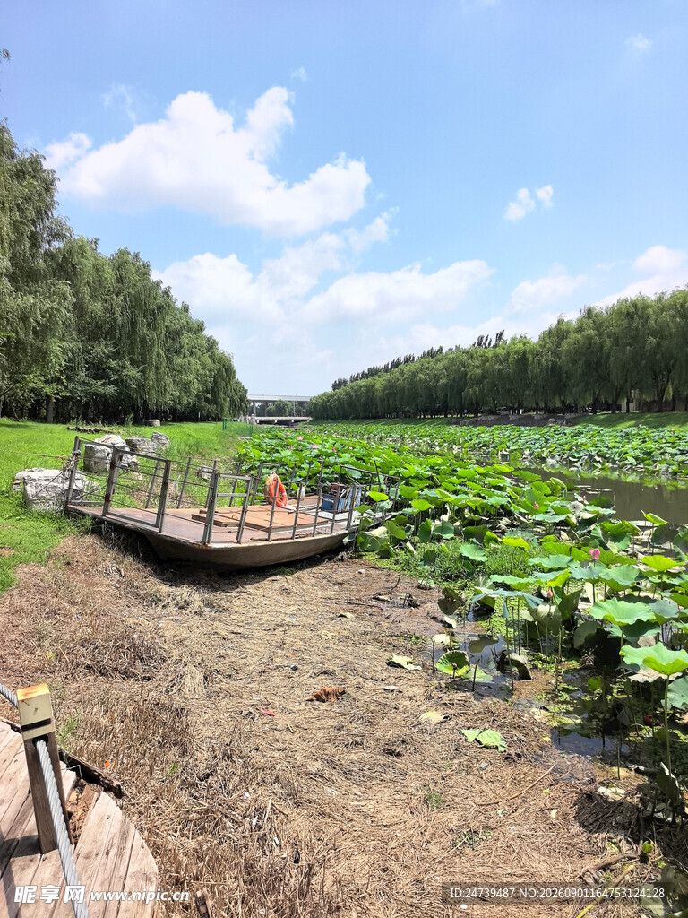 荷塘栈道美景