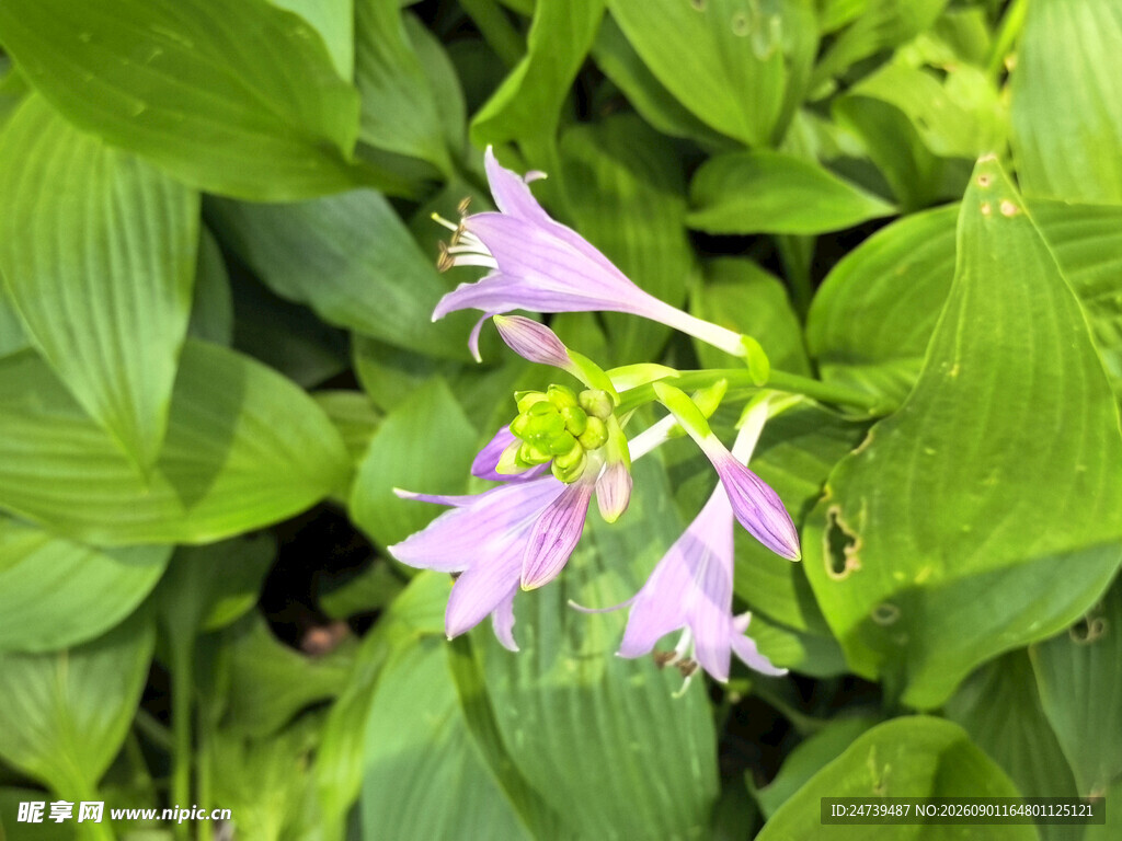 紫花绿叶玉簪花