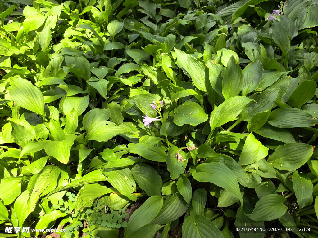 翠绿繁茂的植物叶片