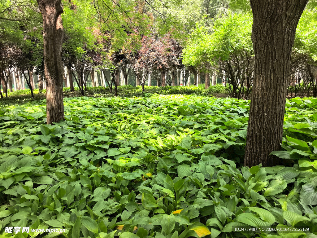 林间繁茂绿植景观