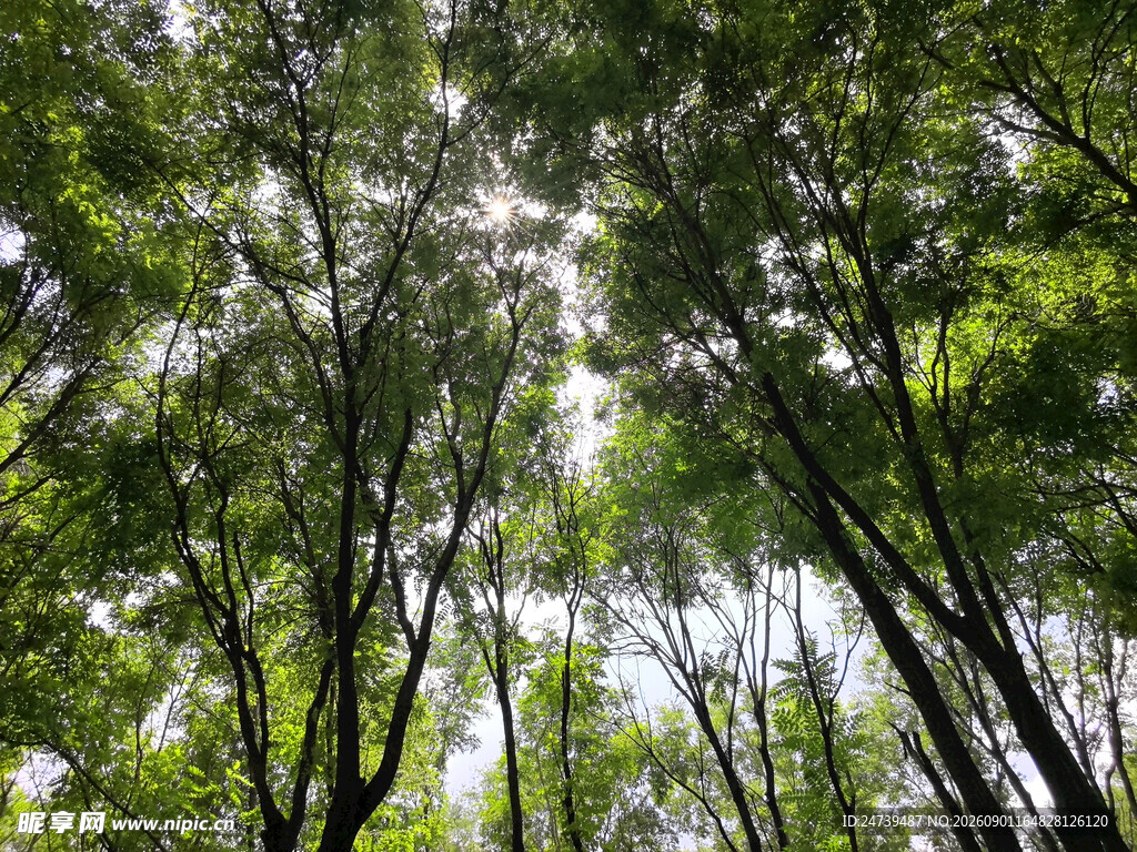 仰视茂密树林树冠景象