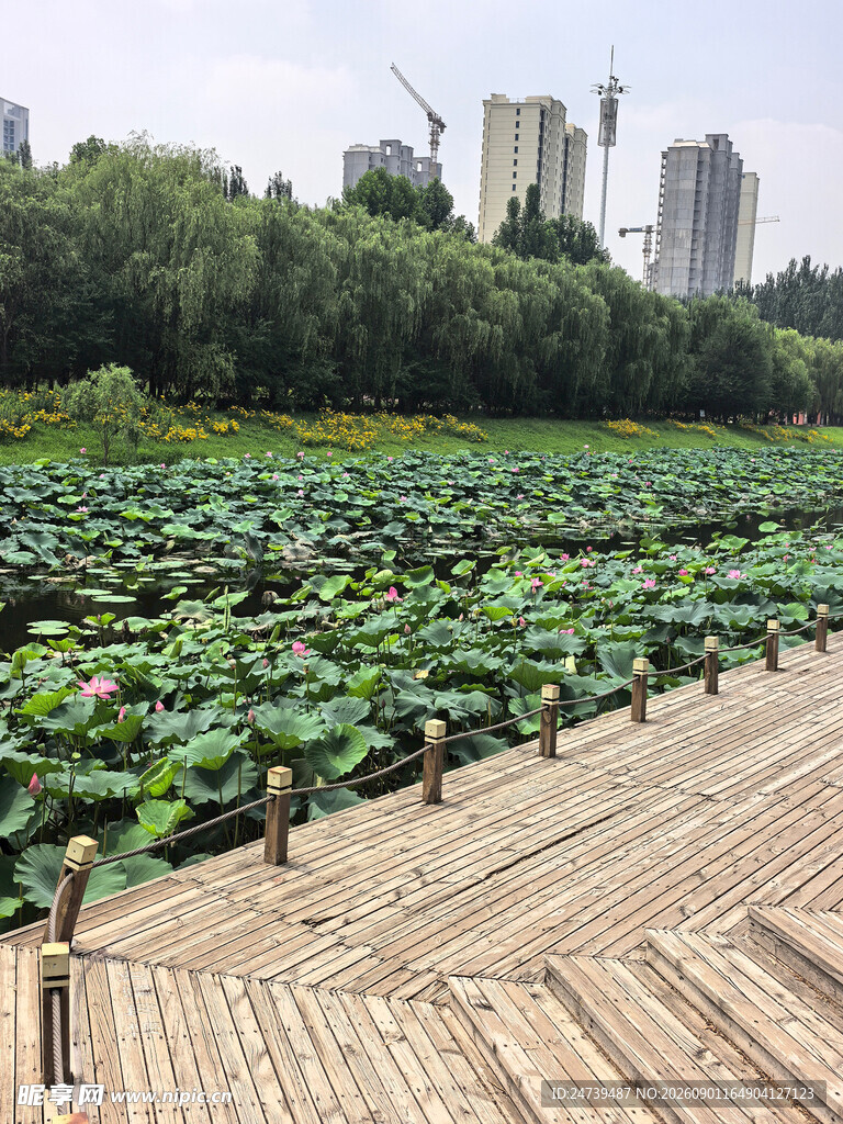 荷塘木栈道城市中的自然景