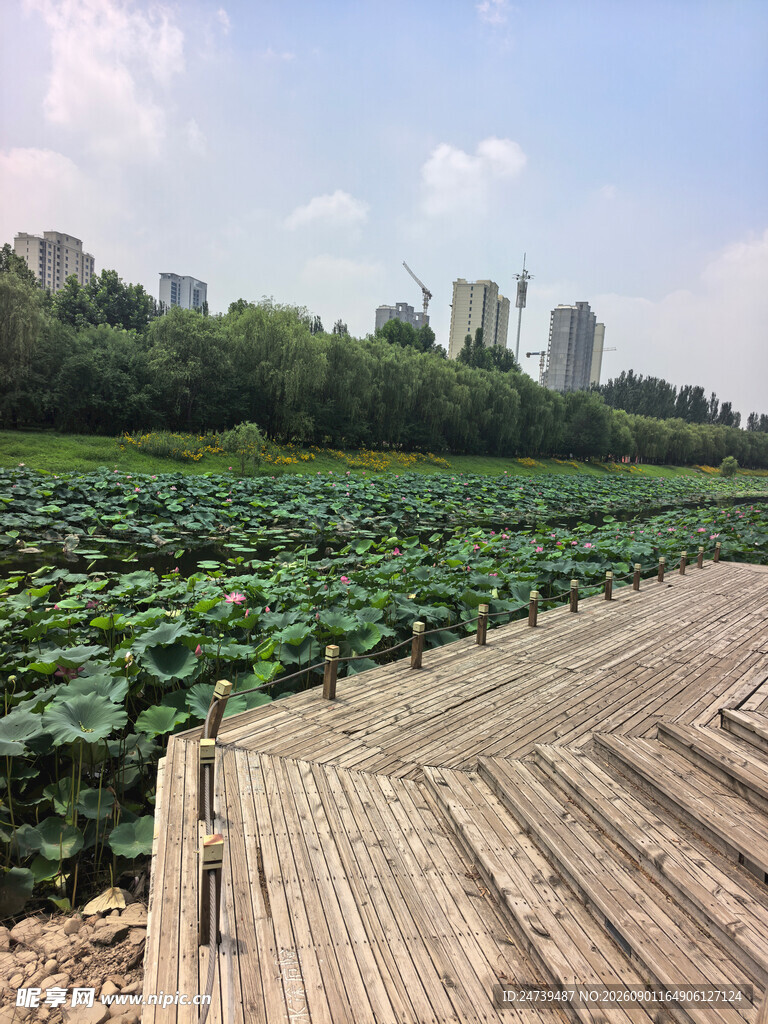 木栈道旁的大片荷塘景色