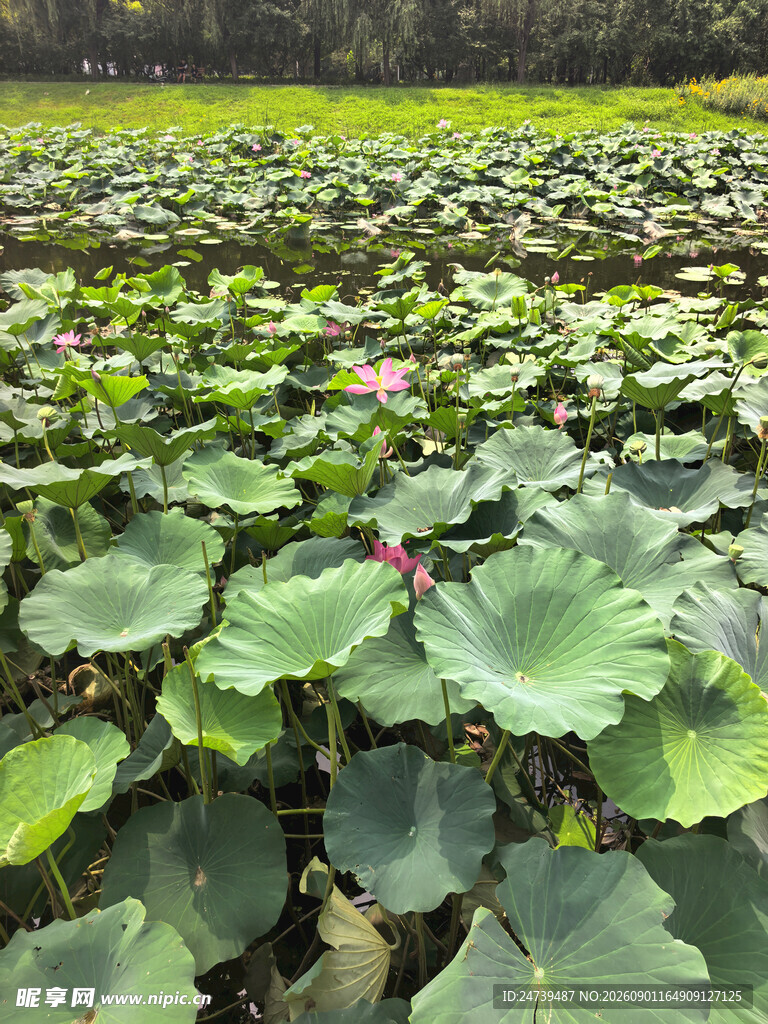 夏日荷塘莲叶荷花相映趣