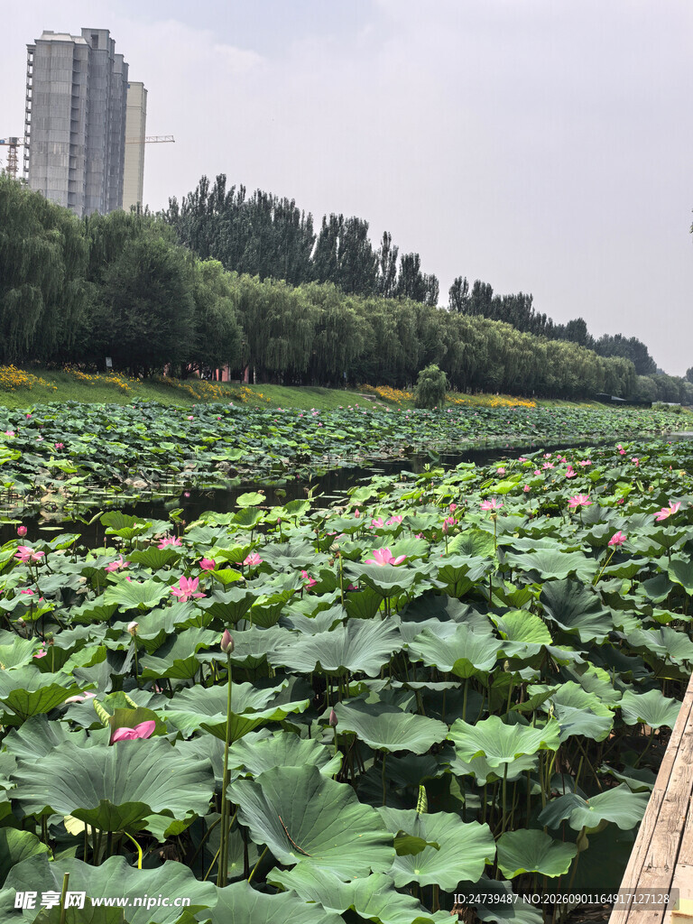 荷塘美景城市边的自然风光