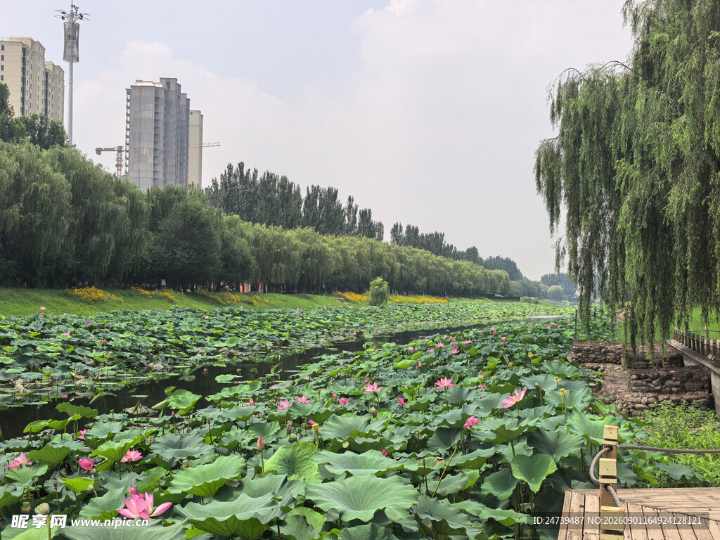 夏日荷塘美景