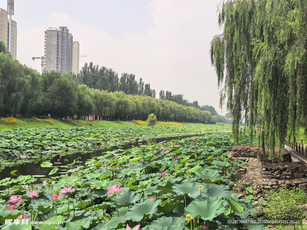 湖畔荷花与垂柳的美丽景致