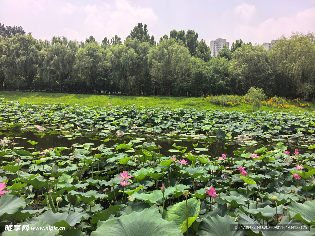 夏日荷塘美景