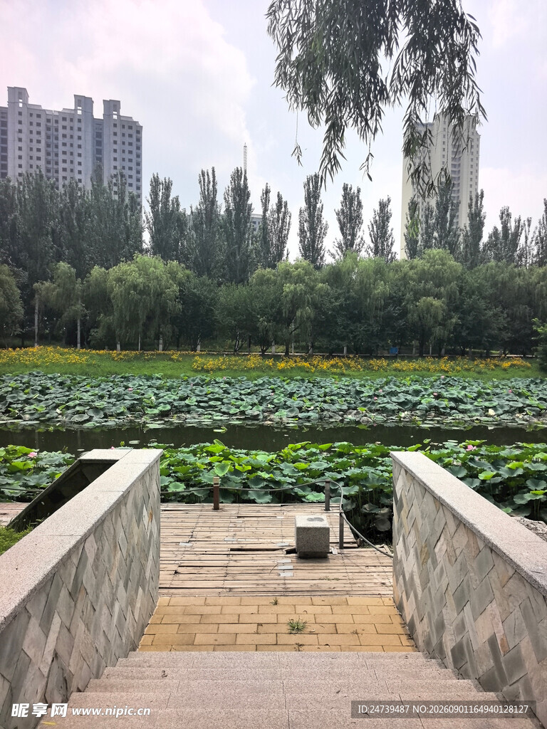 荷塘石桥畔的静谧景致