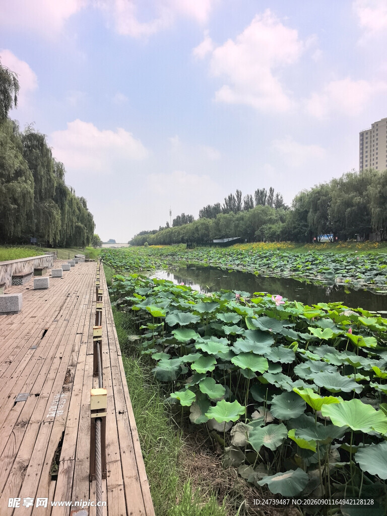 木栈道旁的荷塘美景
