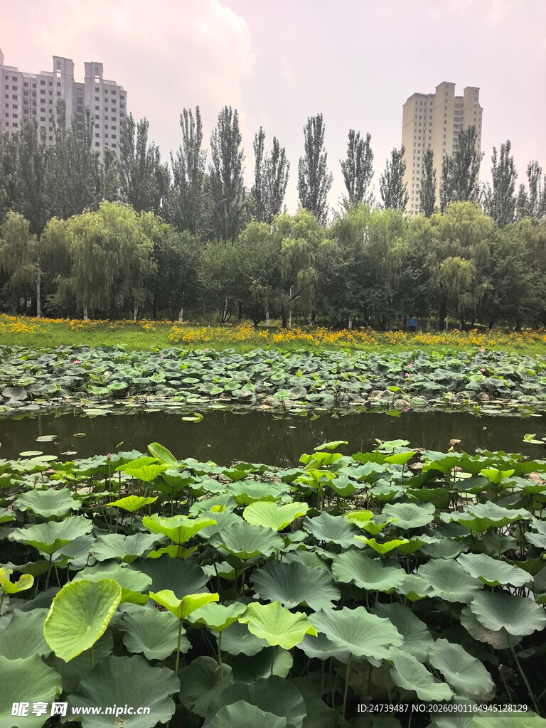 夏日荷塘绿意浓