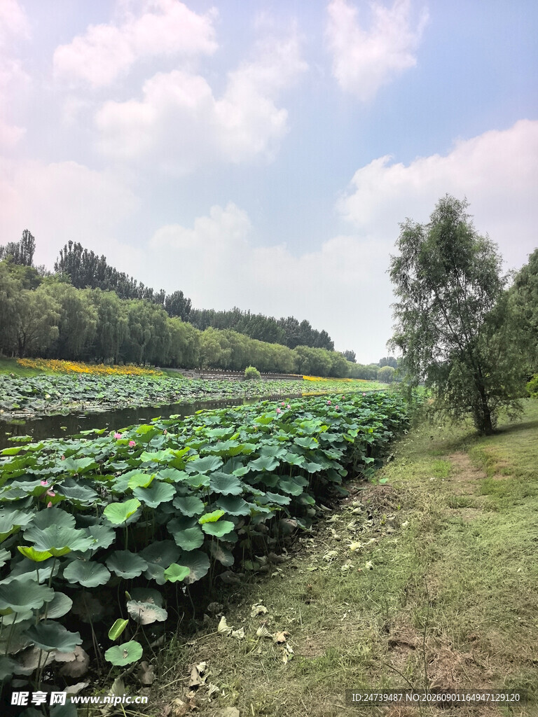 田园荷塘风光美景