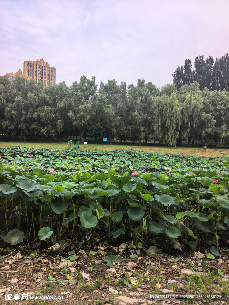 荷塘边的城市与葱郁树林