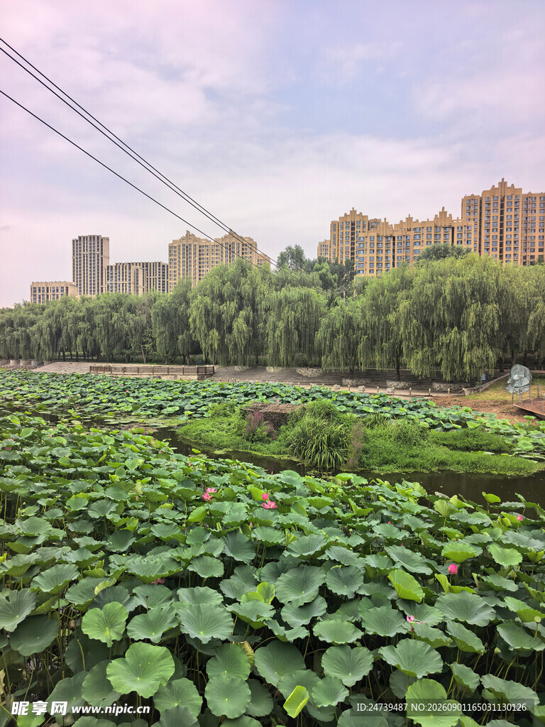 荷塘边的城市与葱郁树林