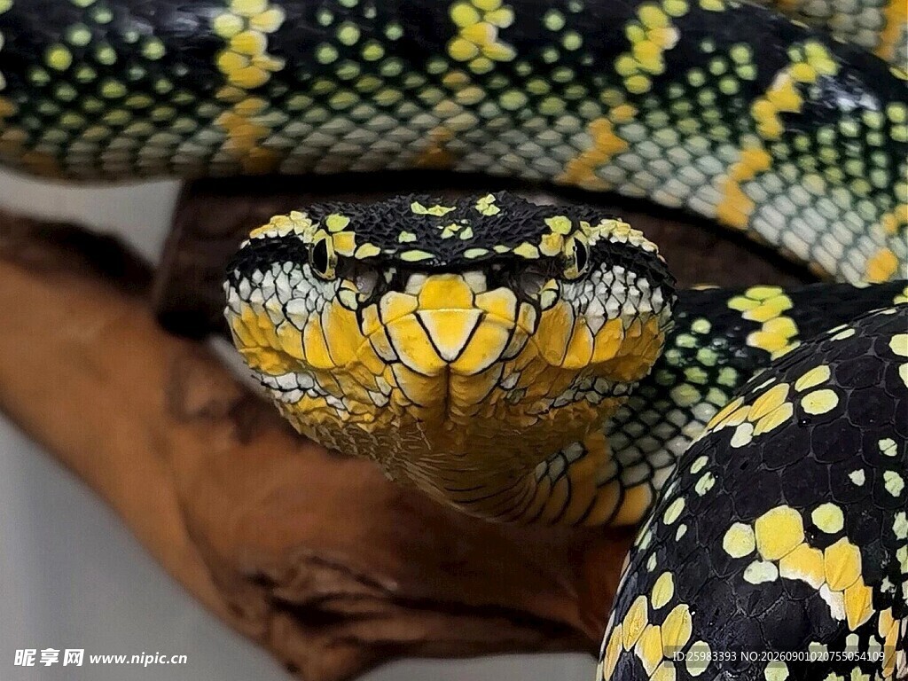 蛇