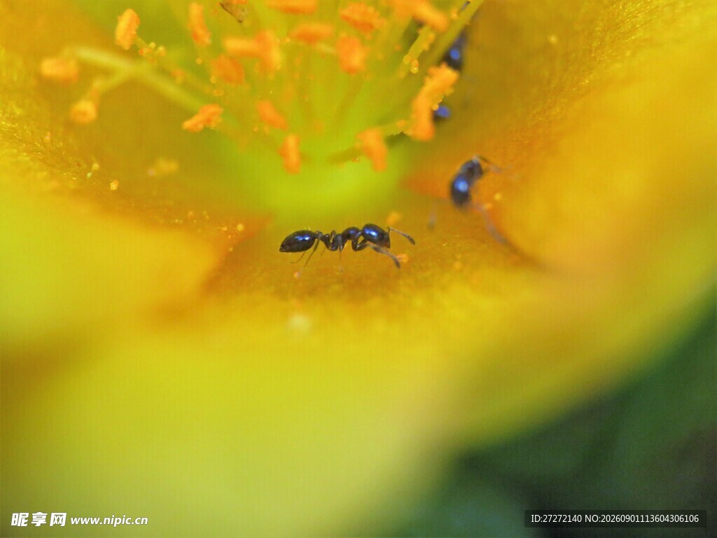 花蕊上的蚂蚁