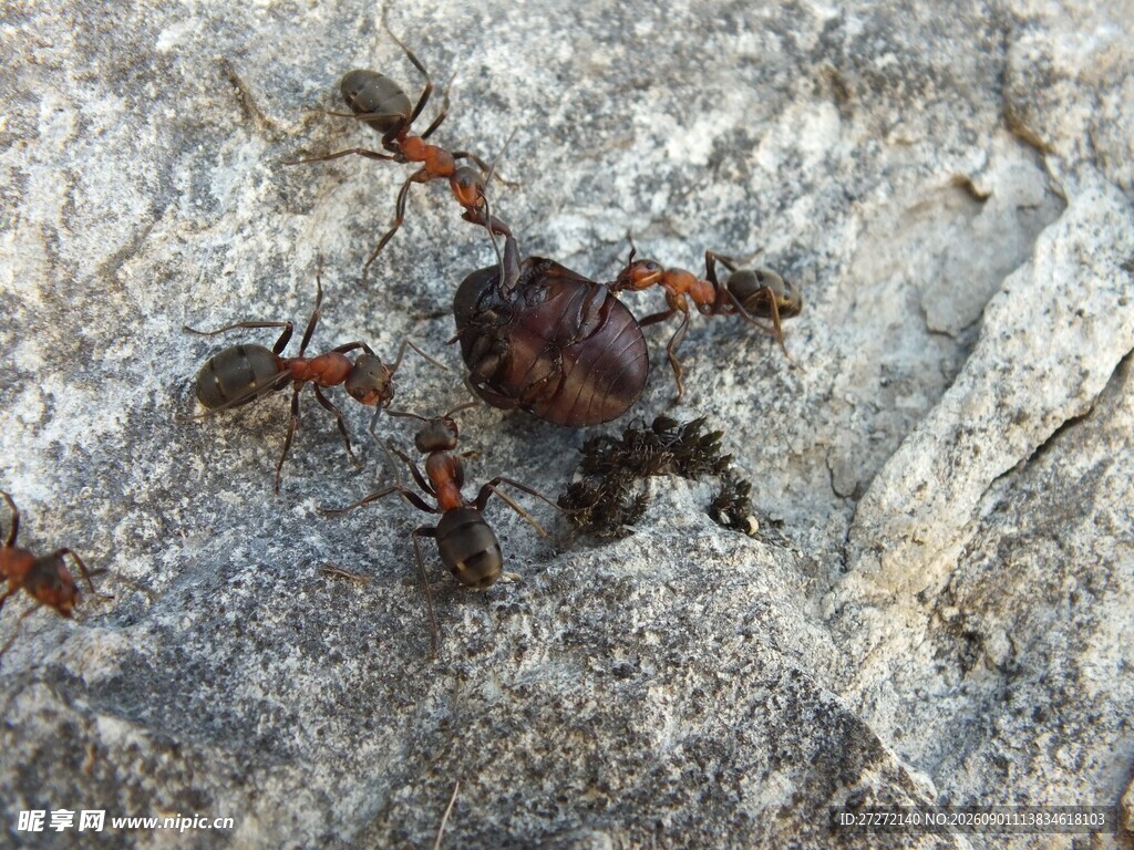 蚂蚁围攻猎物场景