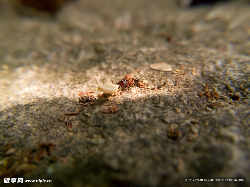 岩石上的蚂蚁群