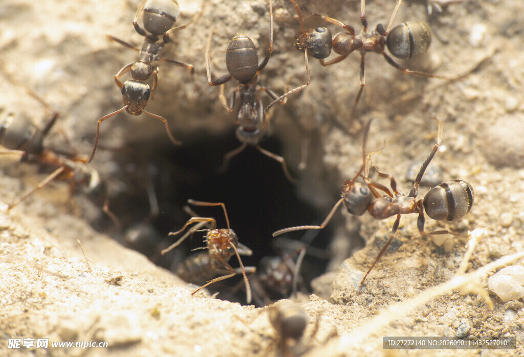 蚂蚁洞口的忙碌瞬间