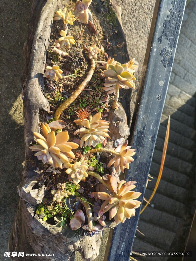 多肉