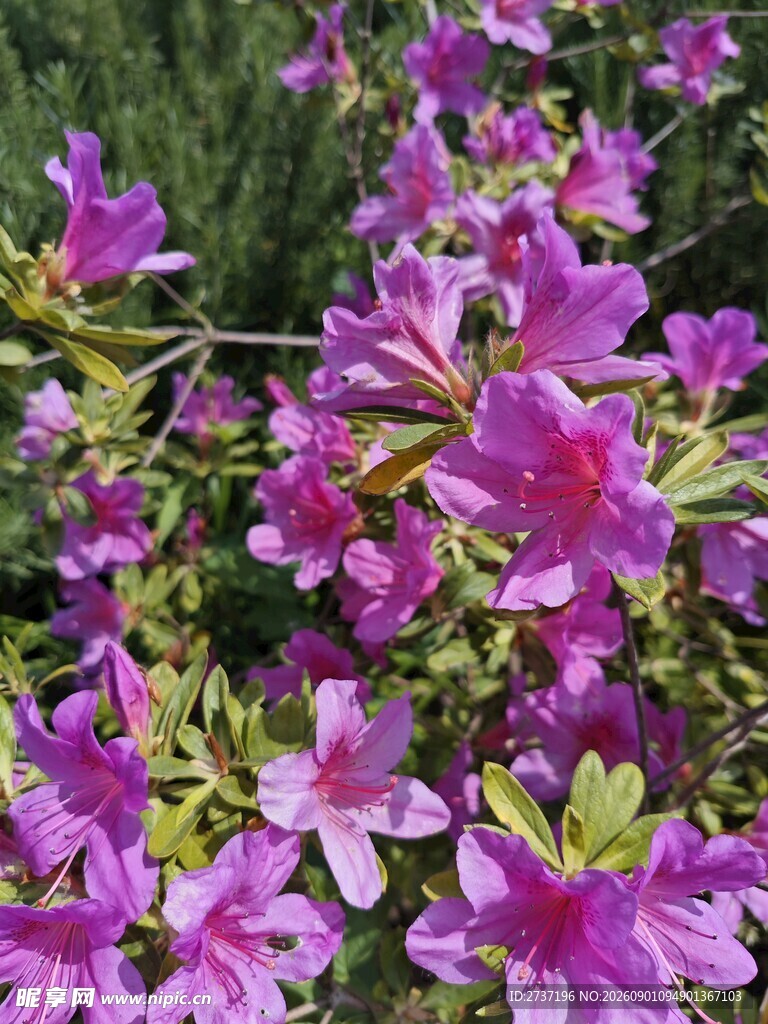 紫色杜鹃花
