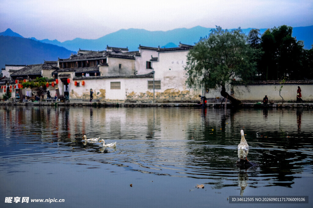 水乡湖畔白墙屋与飞鸟