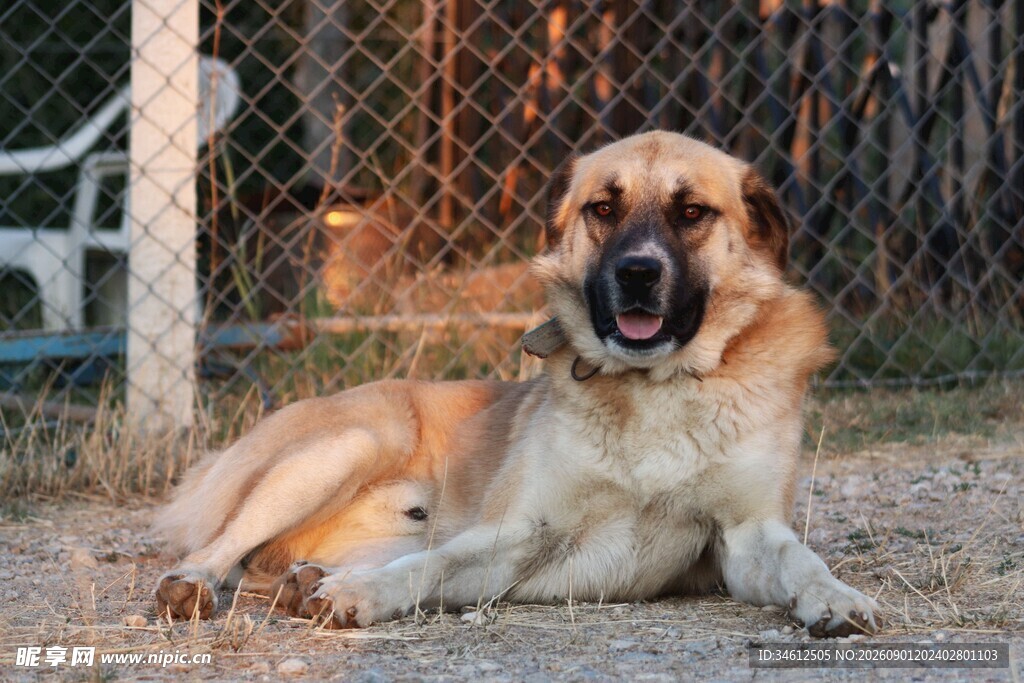 趴着的大型犬