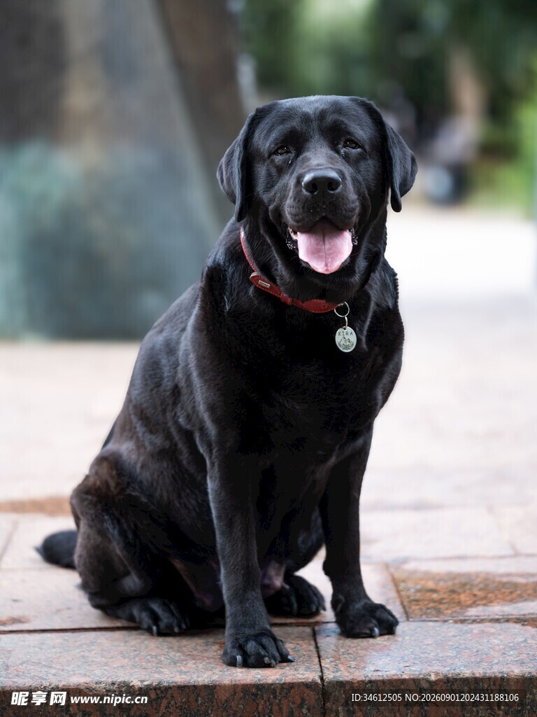 黑色拉布拉多犬坐于户外