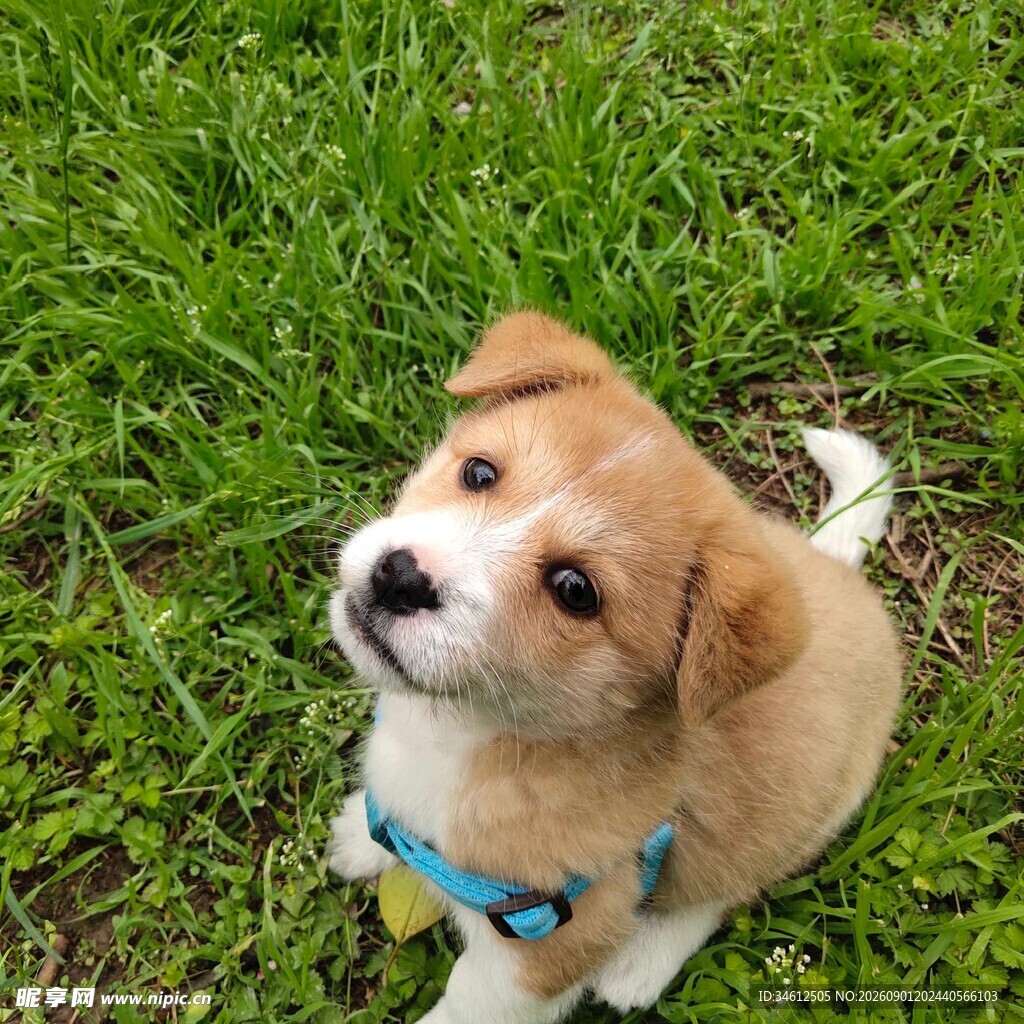 仰头小狗在翠绿草地上