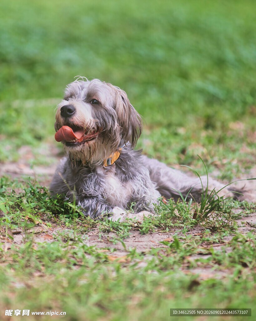 草地上惬意休憩的长毛犬