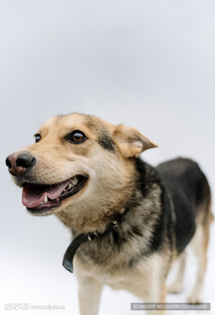 可爱微笑的混种犬