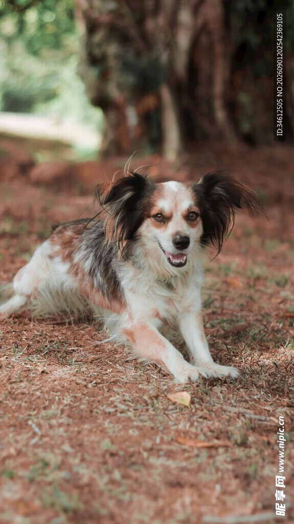 趴在地上的可爱蝴蝶犬