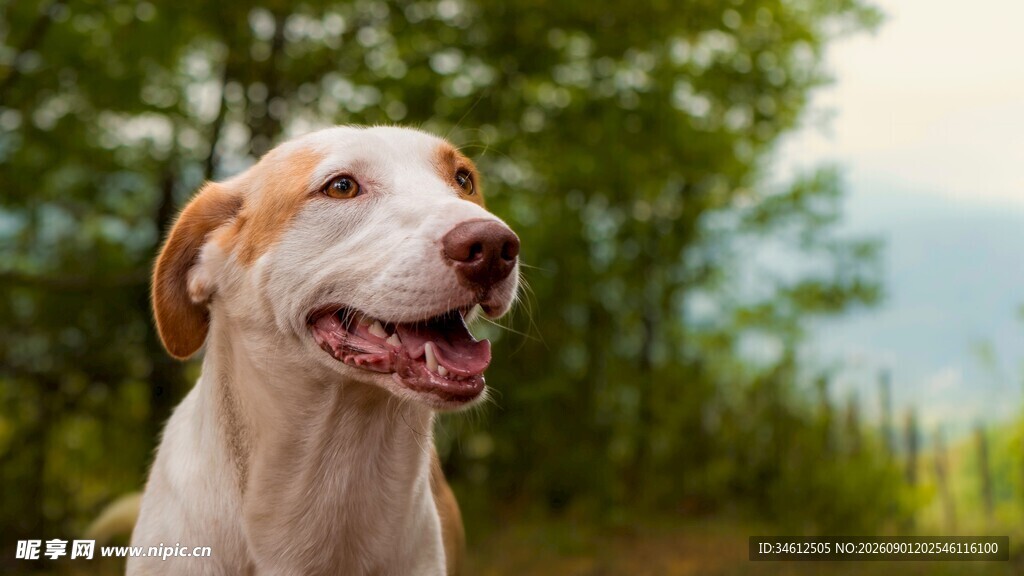 户外微笑的可爱斑点犬