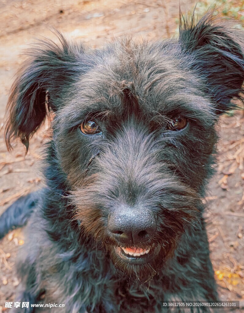 可爱黑毛犬近景特写