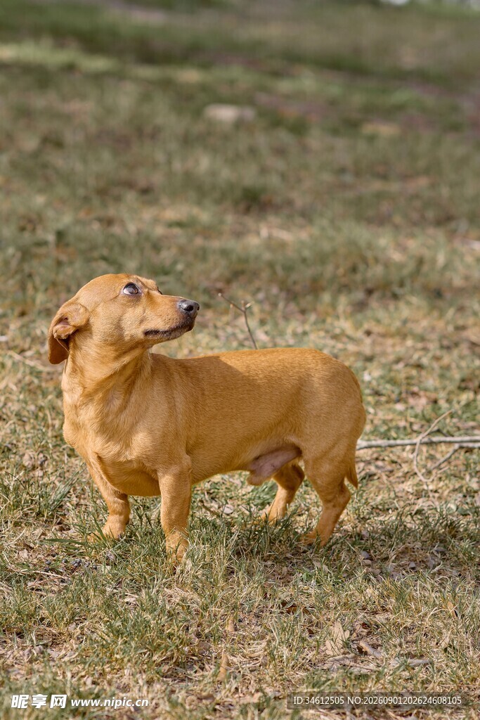草地上的可爱腊肠犬