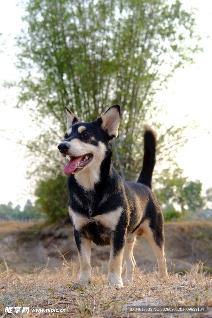 户外奔跑的快乐小狗