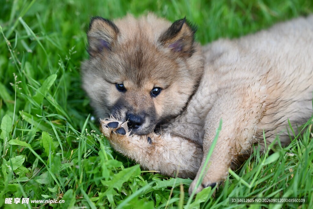草地上的可爱幼犬