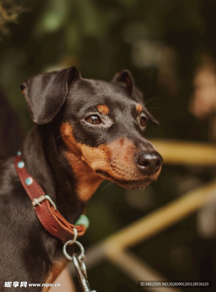 帅气杜宾犬佩戴精美项圈